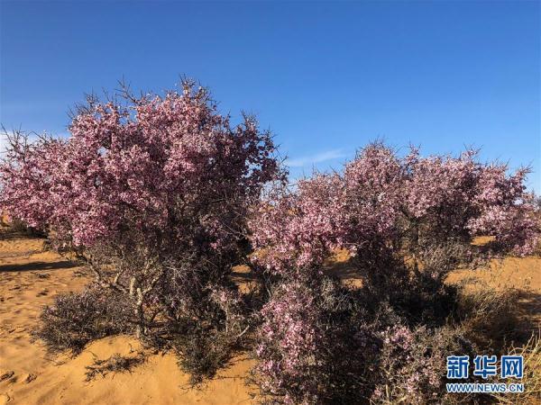 蒙古-沙漠之花——蒙古扁桃迎来盛花期-第2图