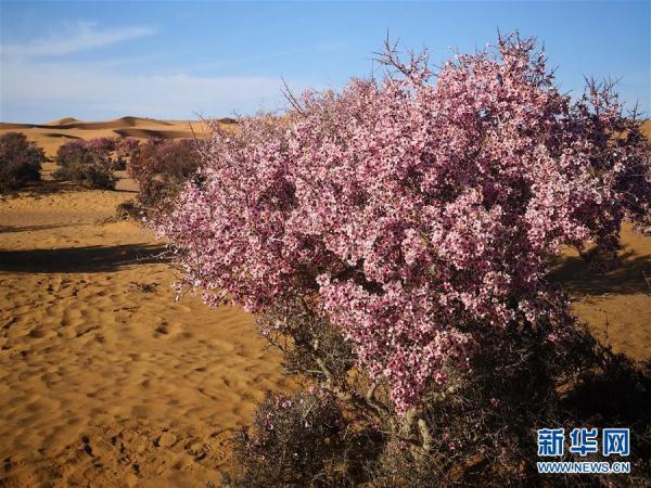 蒙古-沙漠之花——蒙古扁桃迎来盛花期-第6图