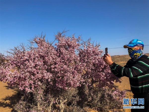蒙古-沙漠之花——蒙古扁桃迎来盛花期-第4图