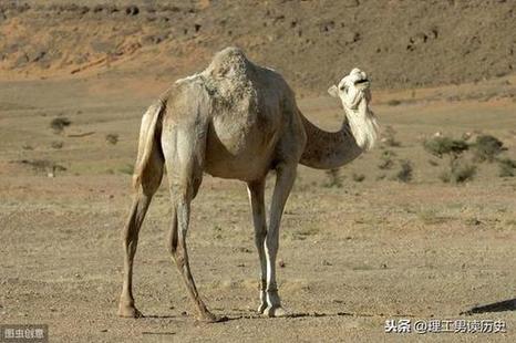 -后突厥的63年，初期是一个突厥留学生和一个唐朝旁听生之间的战争-第7图